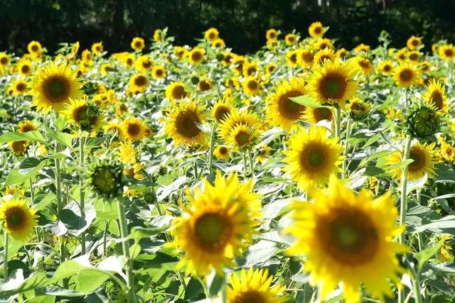 藏不住了！顺义秋日限定花海，安排——