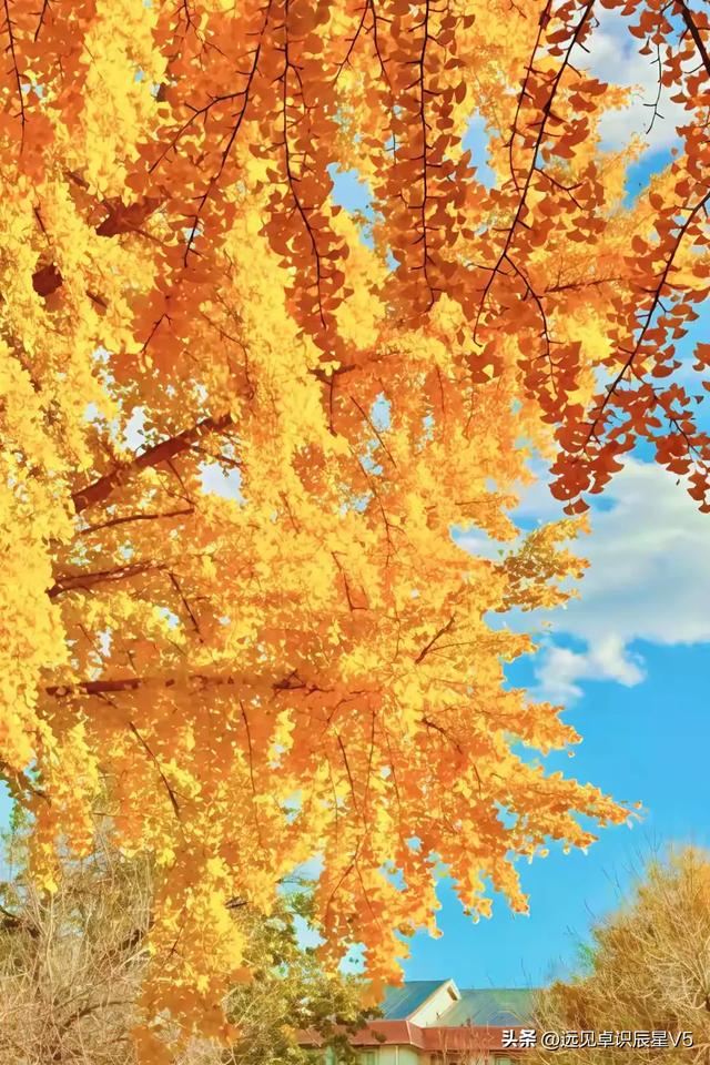 北京的银杏真的杀疯了！超美银杏瀑布	，惊呆了整个秋天！