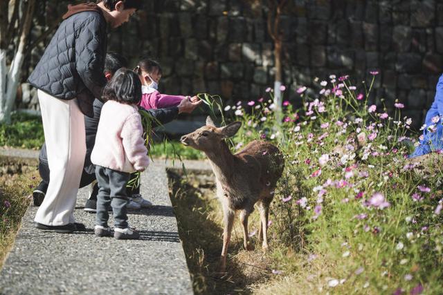 “吴所谓”“越美丽”“钱多多”“王富贵”！吴越文化公园上新“萌鹿F4”