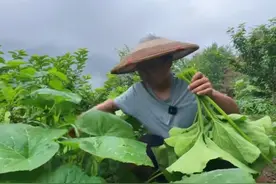丈母娘与老丈人的不和，在他家抓鸡抓鹅时初现端倪，冬宝要长心图片