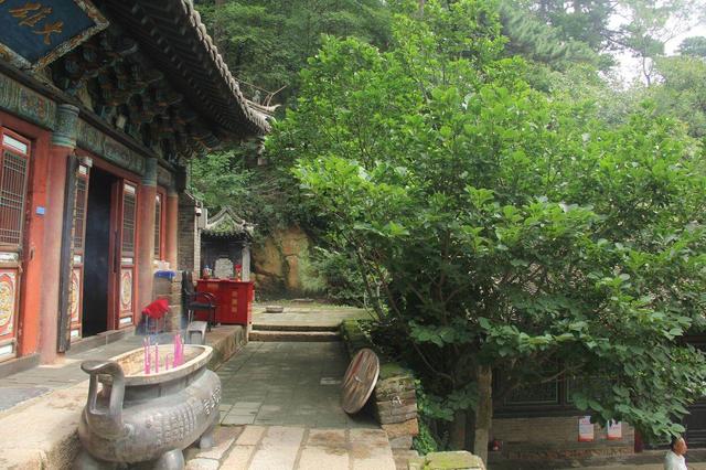 罕见！千山景区龙泉寺玉兰二度绽放