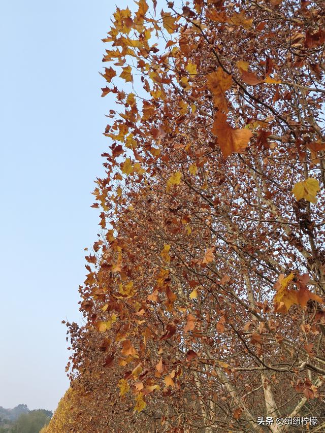 为看金黄美景和红墙，我来北碚静观走一趟，在塔坪寺和思乡台公园