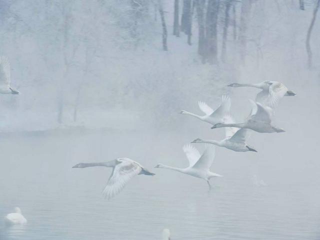 伊宁天鹅泉湿地公园：冬日里的生态诗画