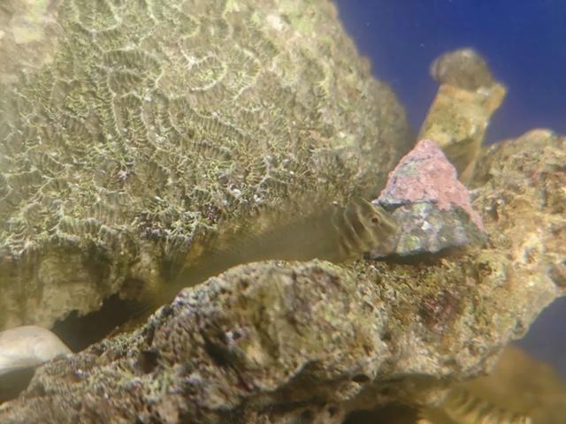 “蝈蝈吐丝织网”视频火了！但它其实不是蝈蝈，还和奥特曼有关…