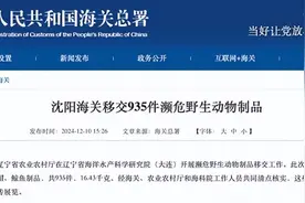 沈阳海关移交935件濒危野生动物制品，包括红珊瑚制品、鳄鱼皮包图片