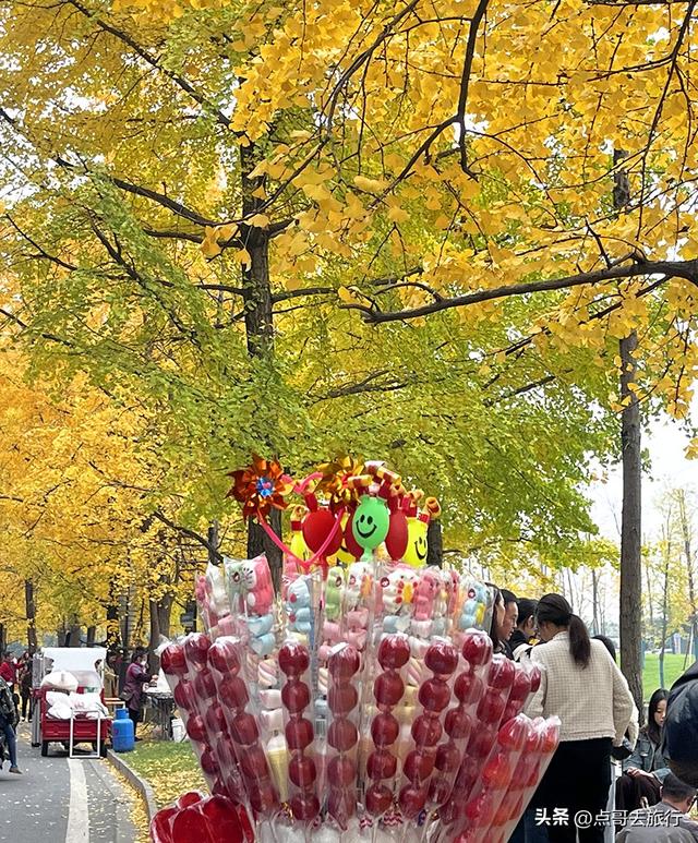 成都2公里长的银杏长廊，超级壮观，美爆了！地铁公交车可达！