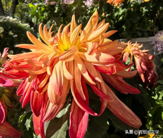 趵突菊韵 锦绣泉城