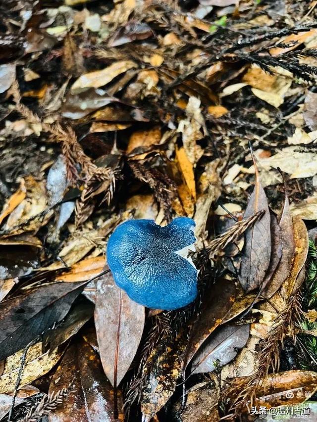 秋高气爽徒步季,浙南第一高峰等你走起!