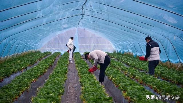 别再问昆明哪里能摘草莓了！收下这份采摘地图，直接抄作业→