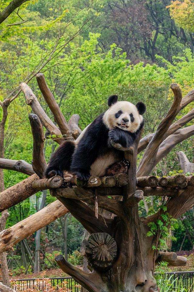 吞长江的胃，装天下的楼，这就是湖南GDP第二把交椅