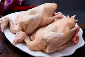 为啥说“一只鸽子七味药”？吃鸽子有啥好处？图片