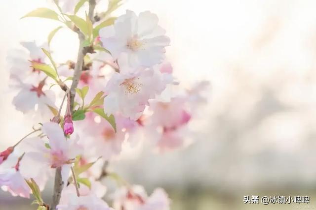 一个女人克不克夫，一眼识破：克夫的女人有这五个特征