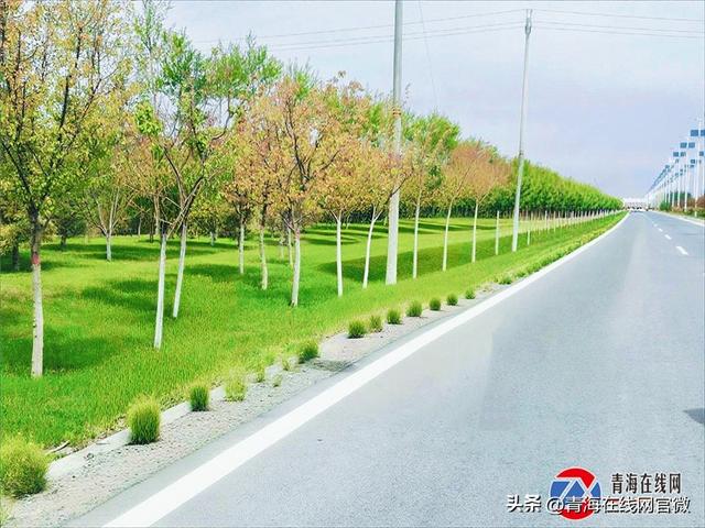 格尔木街头巷尾藏生机，高原绿意绘就生态新景