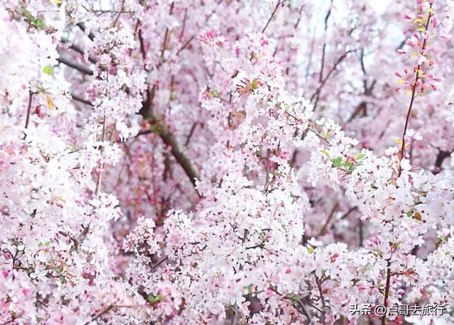 成都城区最佳赏花地，海棠如粉色瀑布、梨花素雅如雪，壮观惊艳！