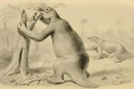 史前巨兽排行榜！30种致命生物统治地球，最后一种无人不知图片