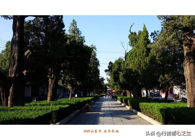 山东行游影记（225）—曲阜孔林（一）