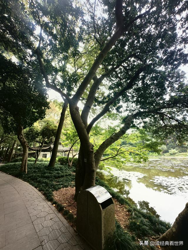 杭州植物园的菊花展——一场关于菊花的饕餮盛宴（一）