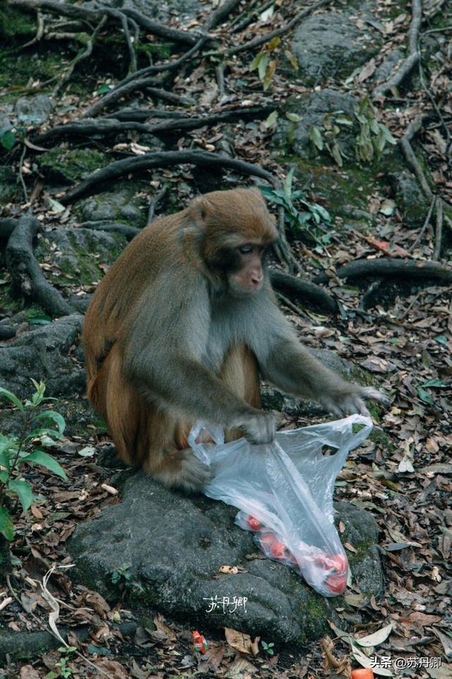 为了一只猴子！我从武汉跑去了贵阳！黔灵山的魅力不止是有猴子