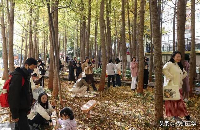 去版筑翠园，在“无尽梦银杏节”中打卡冬日休闲金色盛宴