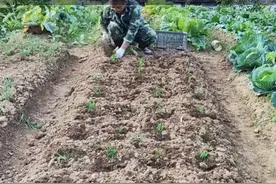 韭菜到底是老根移栽好还是播种好？你这么做肯定没错图片