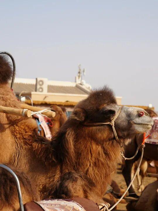 鸣沙山的骆驼悄悄“穿”上冬装啦！