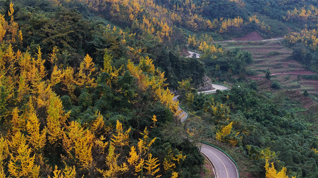 赴一场银杏之约 共享丹棱金色长廊的冬日浪漫