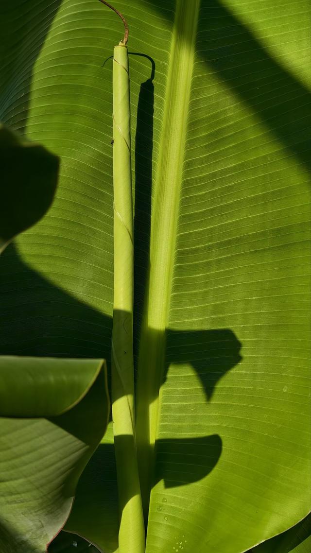 国家对8大扶持产业曝光，普通人不用靠大资本就能蹭上红利！