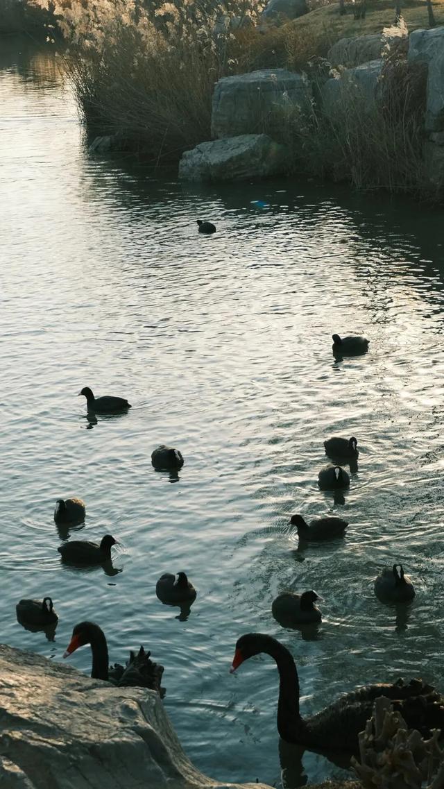 芦花飞雪！比人高+多机位！青岛氛围感芦苇荡初冬打卡地