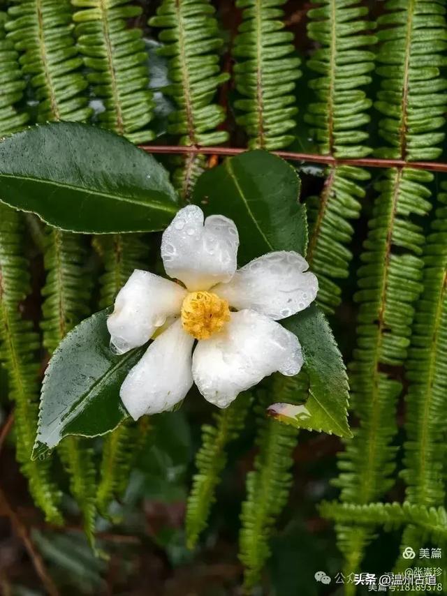 周末徒步去!这个有"温州版武功山"之称的名山,你可要去爬一次