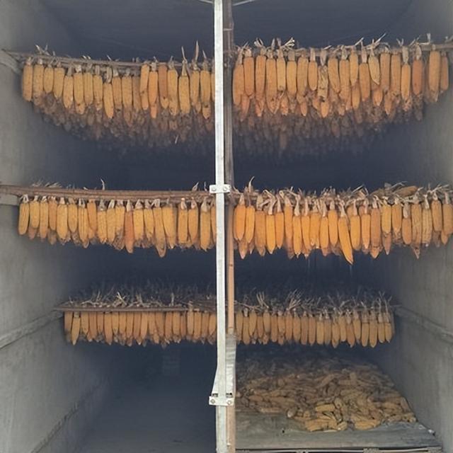 小腿深积水里抢玉米！河南玉米收获季遇持续阴雨：有大学生被父母急召回家抢收，烘干机24小时不停抢烘