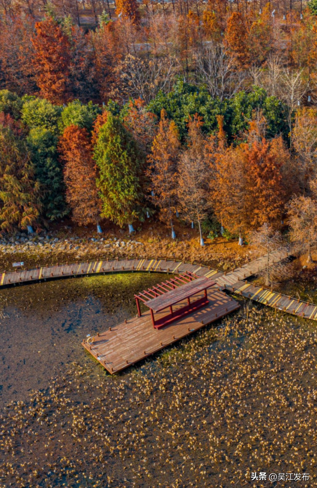 周末去打卡丨来吴江，“捡秋”！