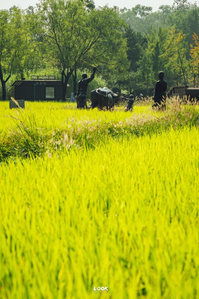 绝对不可以,错过这片金秋稻田