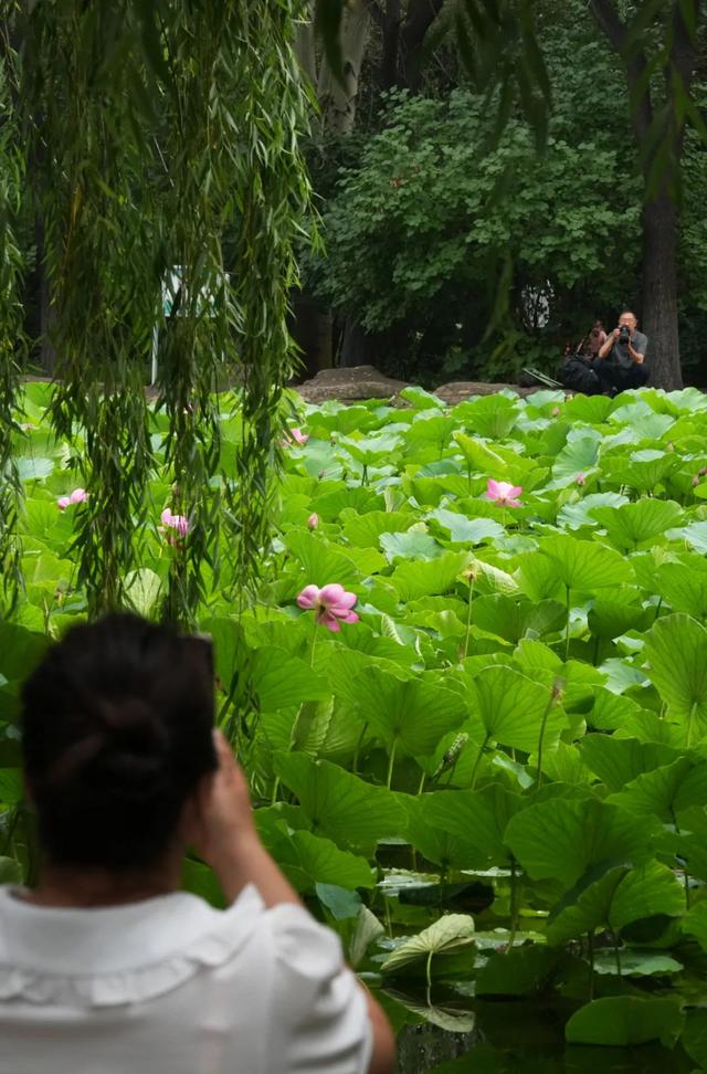 包 头 你 怎 么 这 么 好 看！