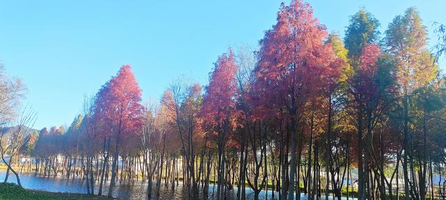 鲸鱼湾旁滇池边，水杉红透冬日水境