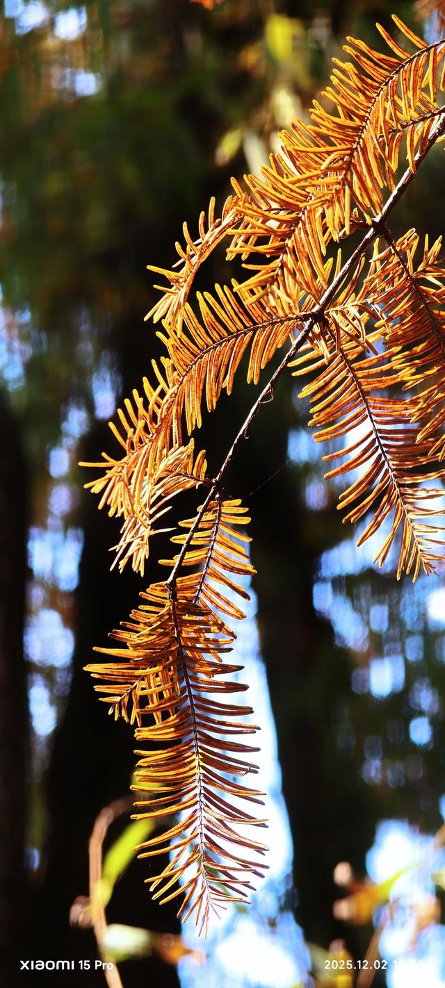 安靖蜀绣文化创意公园时下打卡好去处（手机拍一）