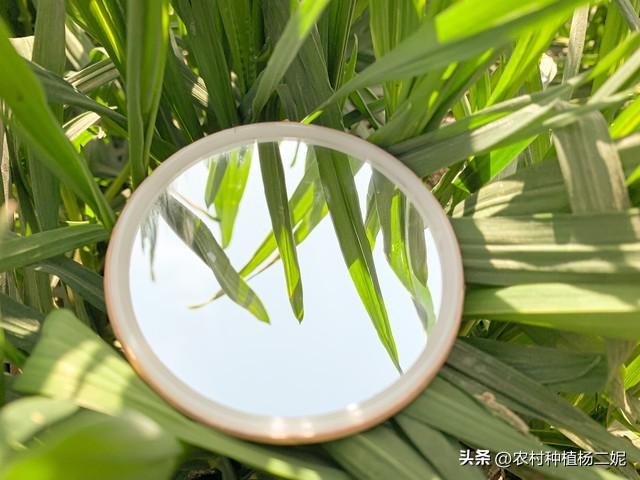 一亩地，能产生多少收入？