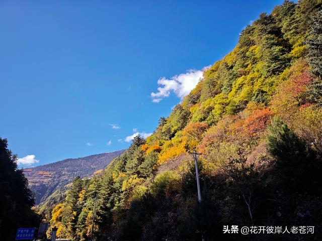 米亚罗彩林季，观赏一日游！