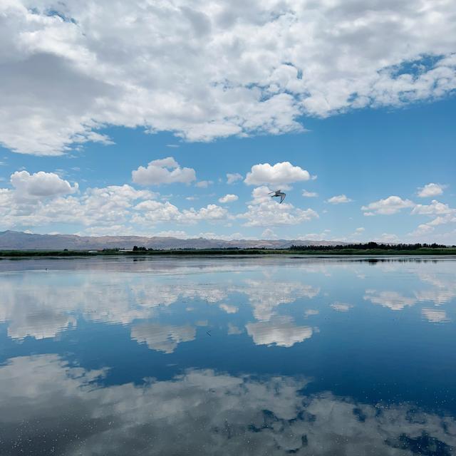 精彩推荐｜李德锋：乌梁素海见闻（散文）