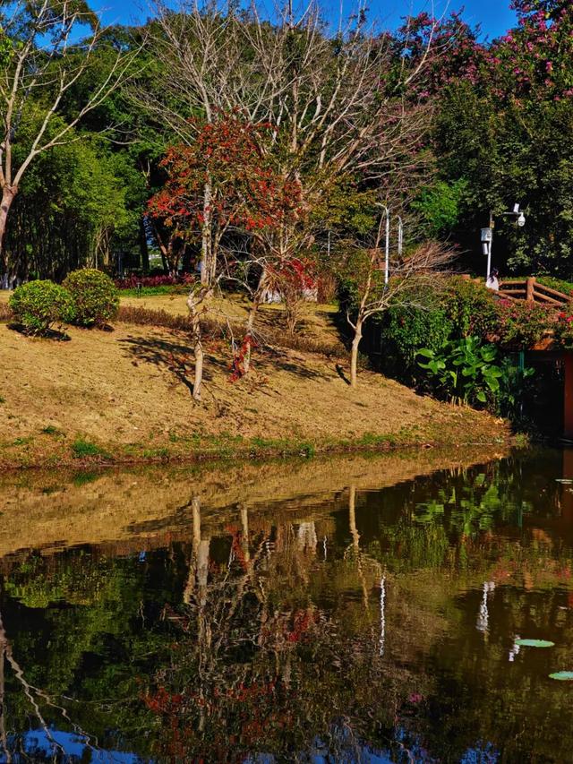 南山秋艳！云浮市民前来打卡→