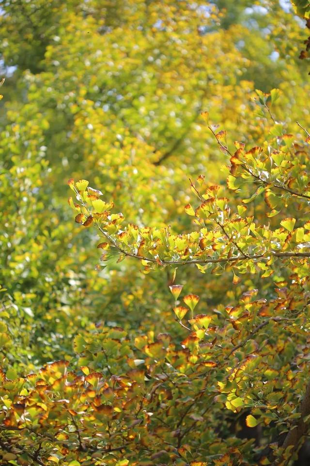 领取限定“杏”运！抓紧来看金色山东