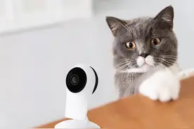 再次提醒：很多人患了这几种“病”，都是因为养了猫！图片