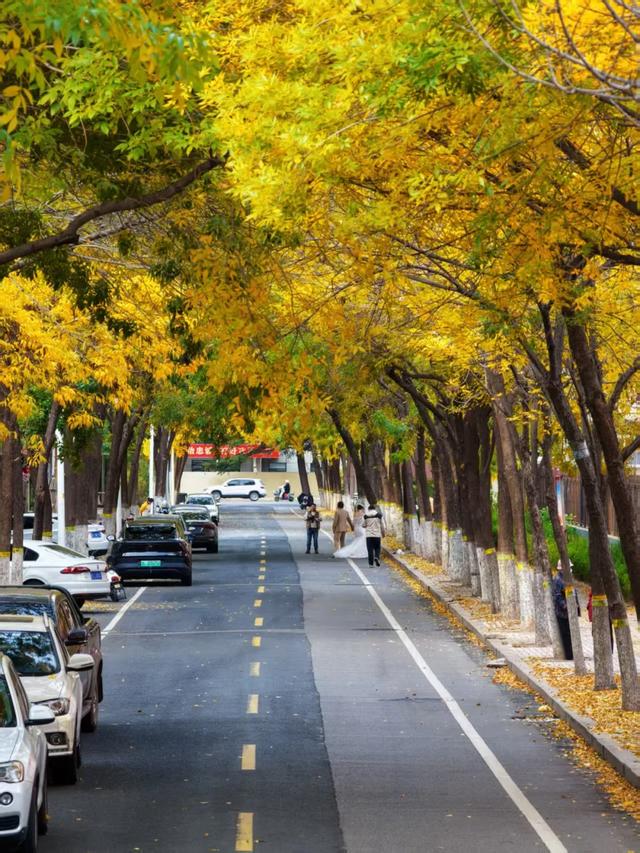 太美了！这里是日照万安路