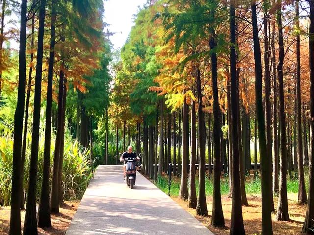 秋色斑斓美如画