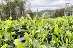 山东产茶叶吗？这5款山东著名茶叶你喝过吗?图片