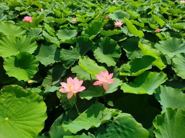 弥渡夏日荷塘等你来