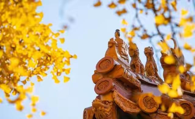 行摄手记：故宫秋色入画 一树银杏 半阙宫墙，定格六百年的金黄诗行