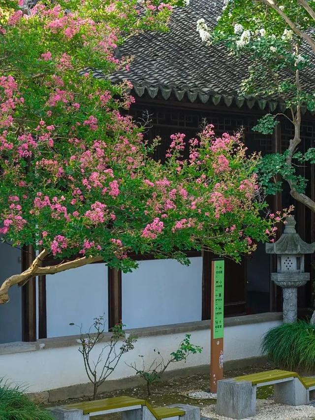 吴中这片小众花海！全开了！