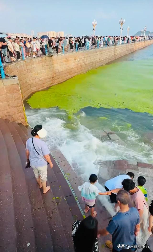青岛大海，开始飘了浒苔