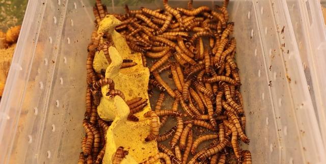 西双版纳夜市尝虫子，当地人口中的美味，白象沙滩等你来