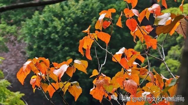 悬崖之上，红韵沸腾！雀儿山进入高光时刻